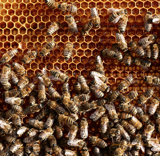 好蜂蜜是怎样“炼”成的，最全的介绍