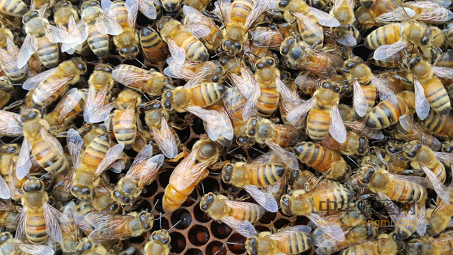 蜂花粉面膜汇总，建议珍藏！