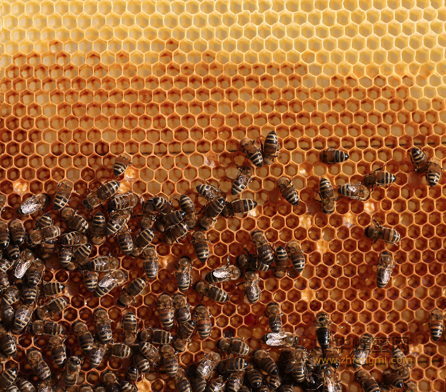 蜜蜂分蜂前兆有哪些