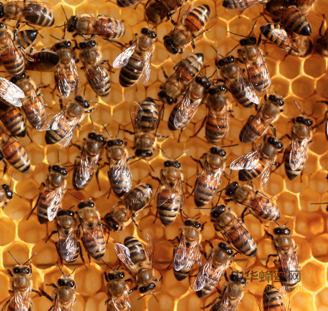 蜂花粉的五大特性