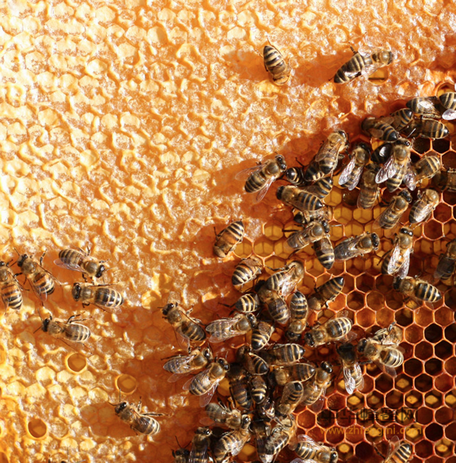 蜜蜂养殖的基本知识（2）