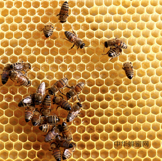 蜜蜂夏季饲养经验谈