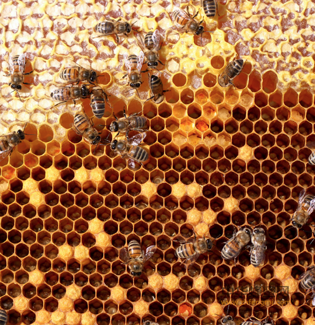 蜂花粉—浓缩的营养库