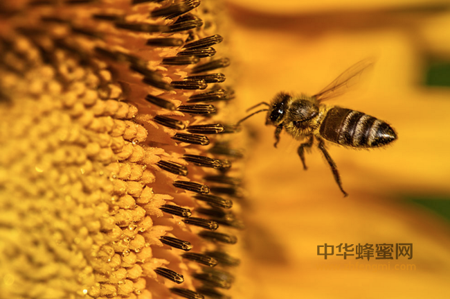 常吃蜂蜜，不仅美容养颜，而且身体棒棒