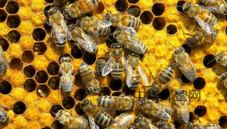 蜂蜜能抗癌，全是因为它