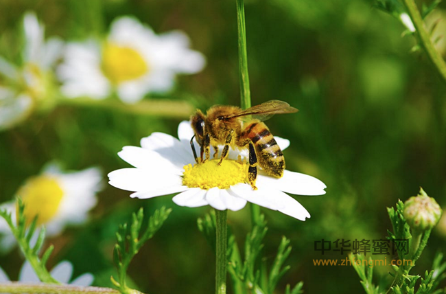 土蜂蜜与意蜂蜜有什么区别