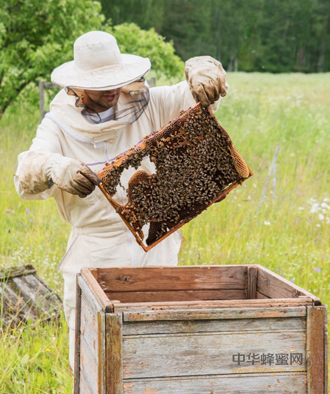 买蜂蜜就买成熟蜜