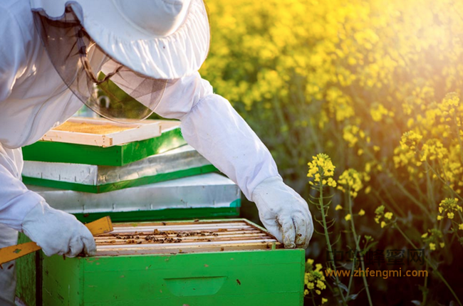 蜂蜜，滋养着多个古文明