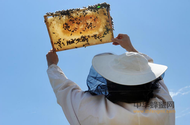 蜂蜜知识普及：什么是天然成熟蜜？什么是浓缩蜜？