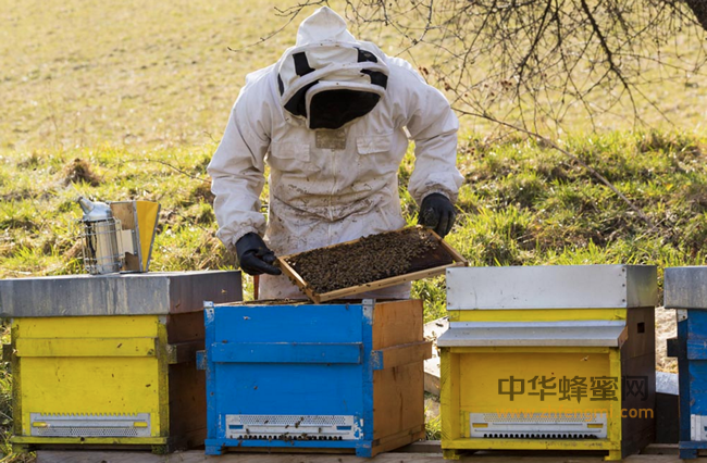 巢虫对蜂群危害症状以及防治方法汇总