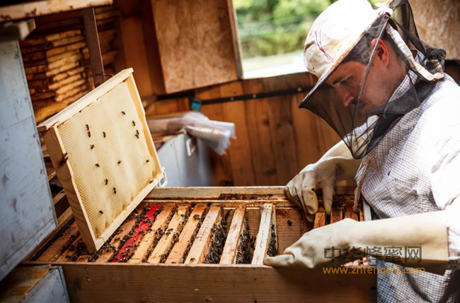 德国工匠不相信“物美价廉”，蜂蜜同样不相信。