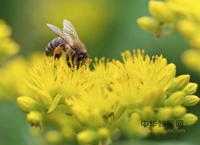 巧吃鹰牌蜂蜜能治11种常见病