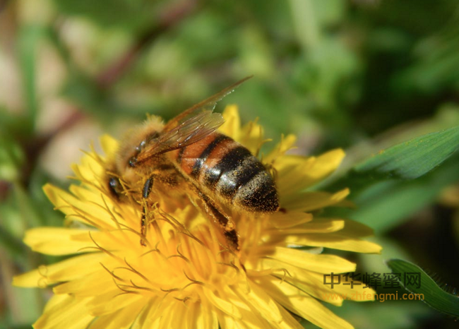 蜂蜜有“生蜜”和“熟蜜”之分么？