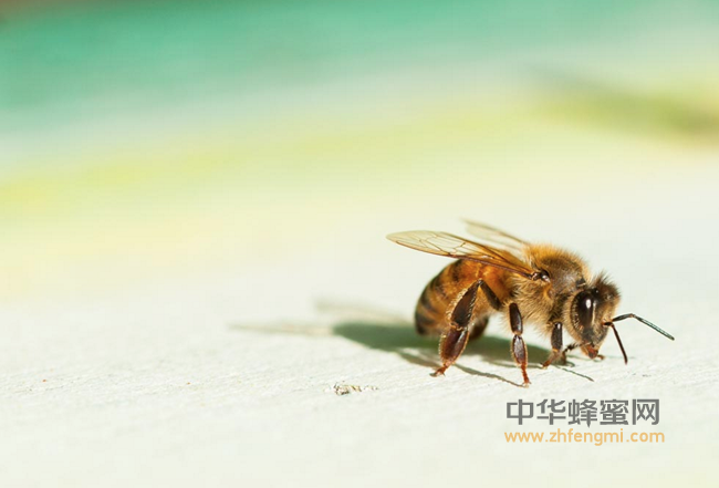 蜂巢对过敏性鼻炎有良好效果！