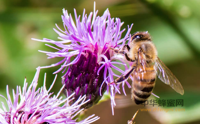 7种蜂蜜养生食谱，让你喝出蜂蜜养身高境界。
