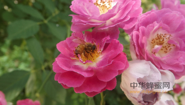 蜂蜜、蜂王浆“有激素”吗？