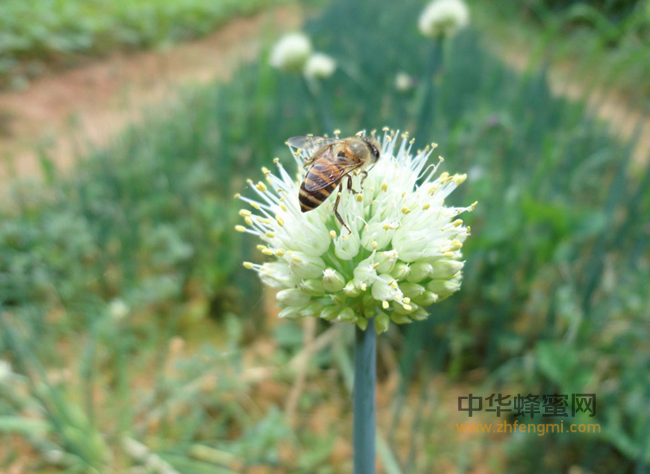 蜜蜂保护｜黑蜂的保护利用建议