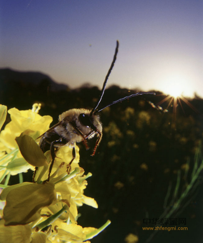 蜂胶，天然免疫功能促进剂！