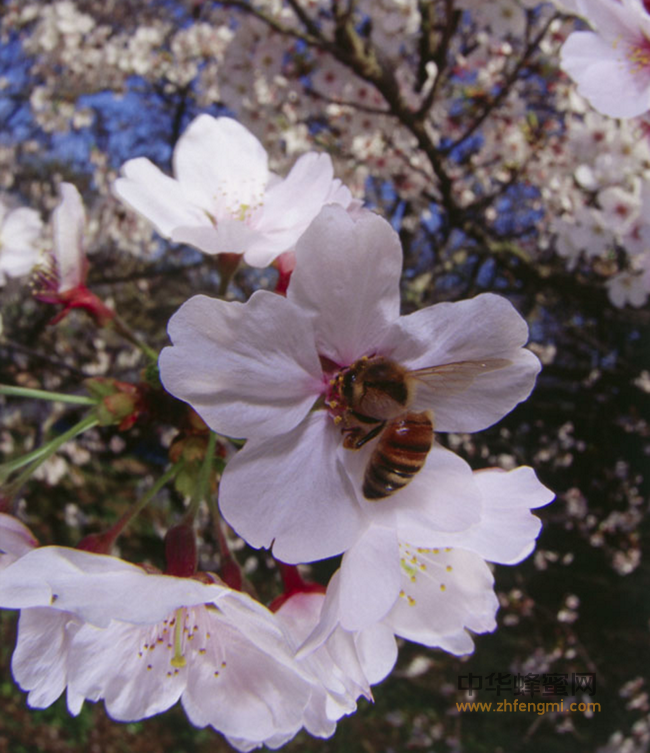 蜂蜜的五种搭配：功效惊人，让你排毒养颜过暖冬