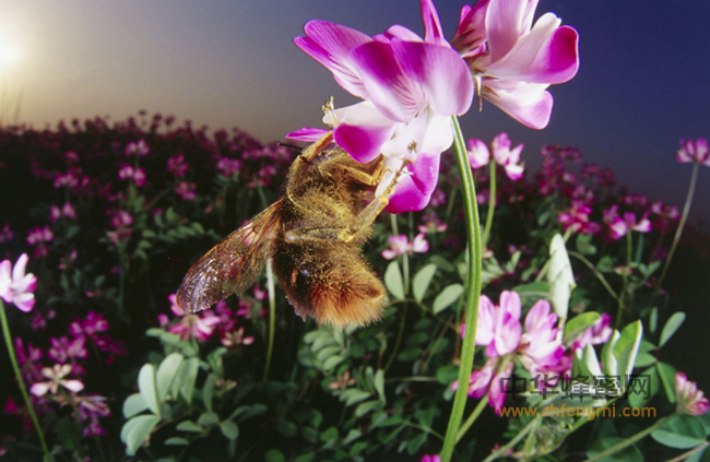 蜂蜜如何治疗肾阴虚？蜂蜜对肾阴虚的作用