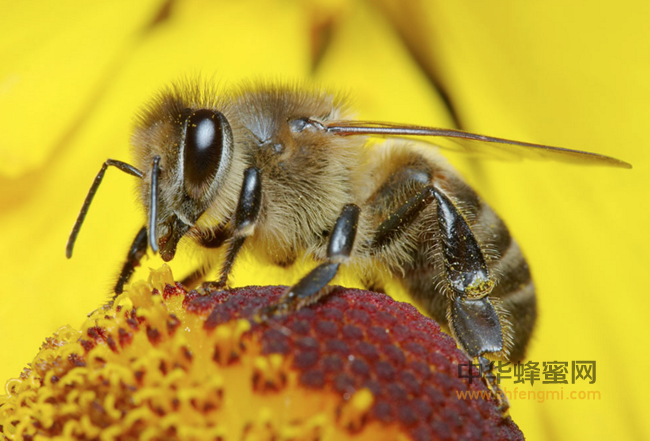 为何蜂蜜的抗菌作用如此惊人？