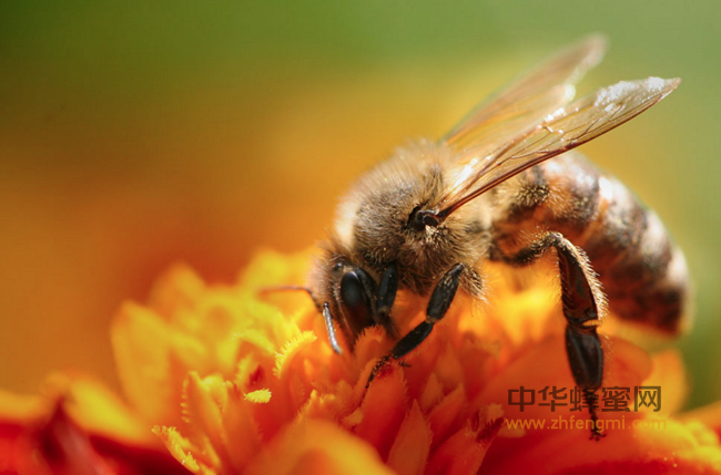 食用花粉有十益