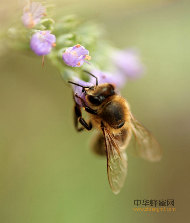 中蜂与意蜂的区别，以及蜂蜜的对比