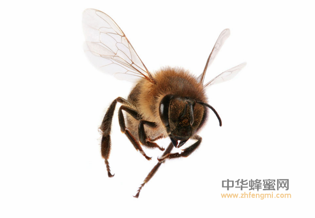 蜂花粉——超级微型营养库！