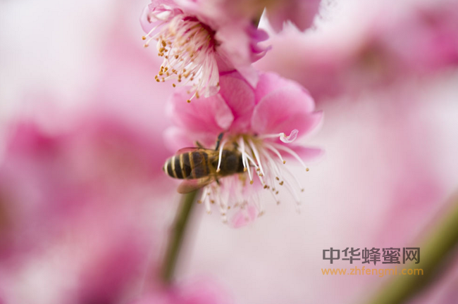 蜂蜜预防和治疗咽喉炎的四种方法