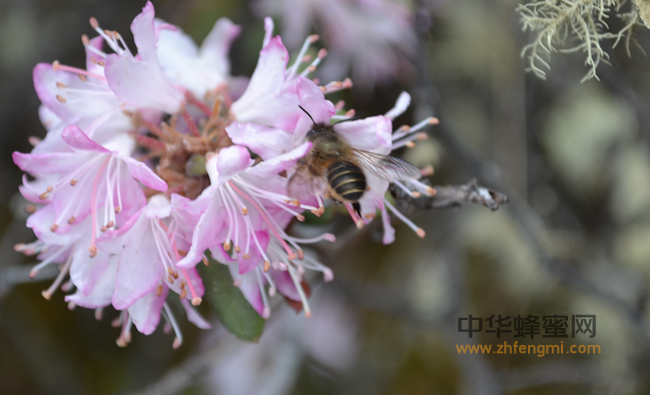 蜂蜜—你不知道的天然抗菌特性！