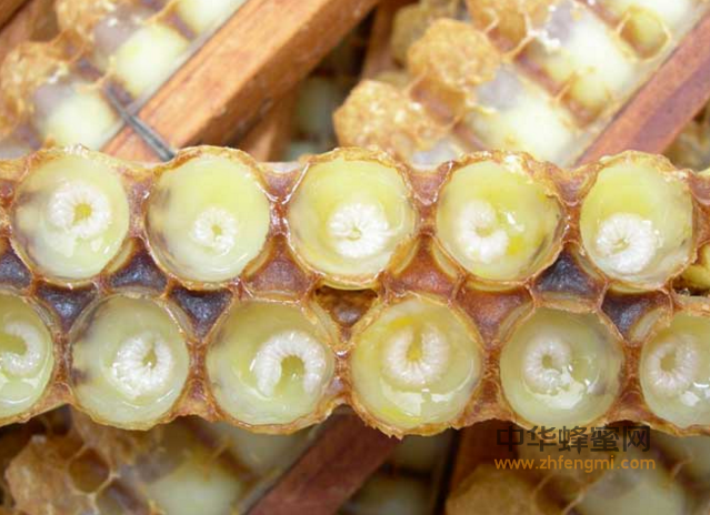 蜜蜂死蛹病防治技术