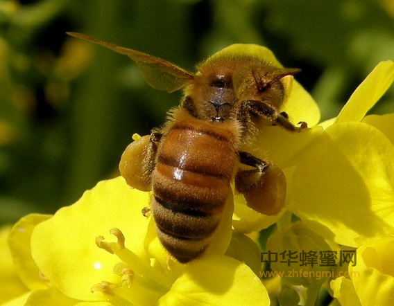 蜂蜜到底用不用加工？