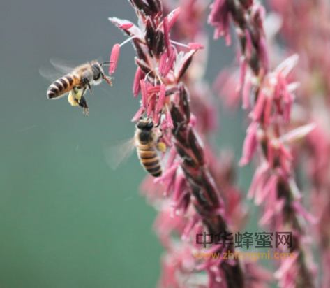 11大蜂蜜鉴别方法