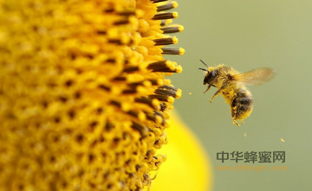 鹰牌蜂蜜預防和治療前列腺炎