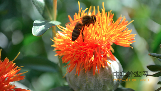 每天吃多少蜂蜜最好？年年如蜜揭秘怎么吃才最有效！