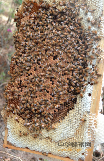 中秋季节养生，来点蜂蜜如何？