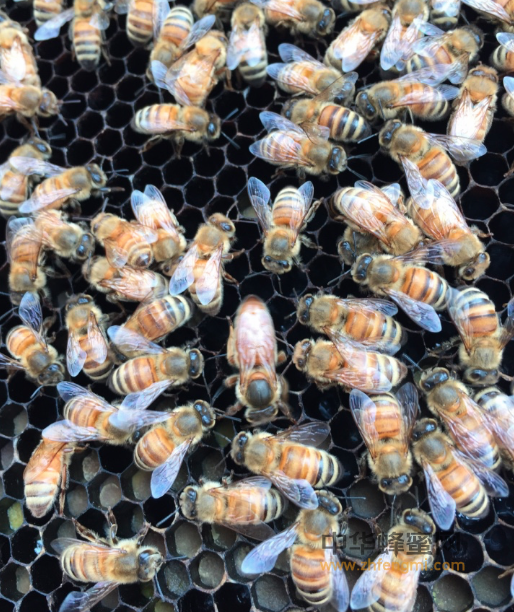 蚂蚁吃真蜂蜜还是加蜂蜜？
