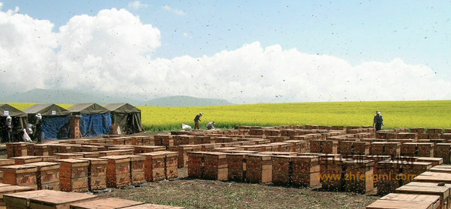 關於巴斯科爾托斯坦养蜂和蜂疗研究中心的建立