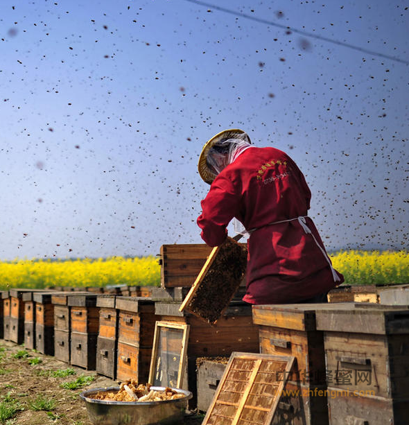 《中国药典》规定的蜂蜜功能主治，一定收藏