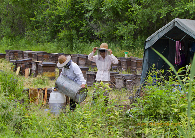 揭露市场80%以上的蜂蜜造假黑幕！！！