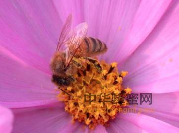 秋季养生多喝蜂蜜，润肺、美颜还减肥