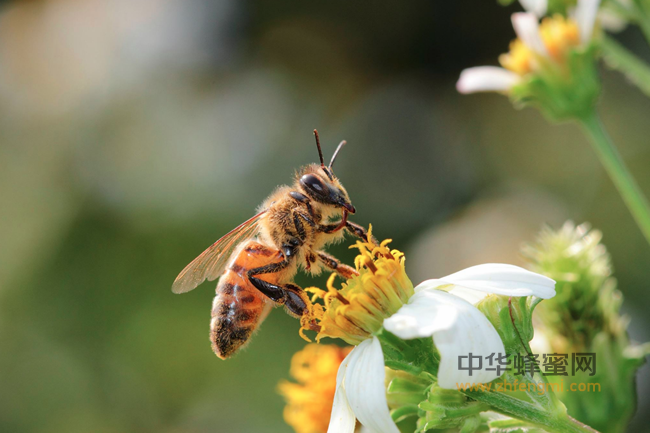 在中国养殖了3000年的本土蜜蜂， 近年来却遭遇了严重的生存危机