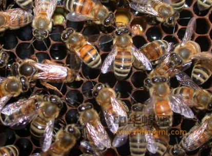 巢蜜——土蜂巢蜜---蜜中极品