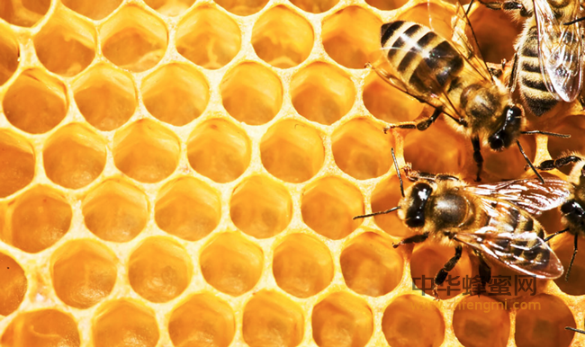 蜂蜜的正确食用方法以及食用量