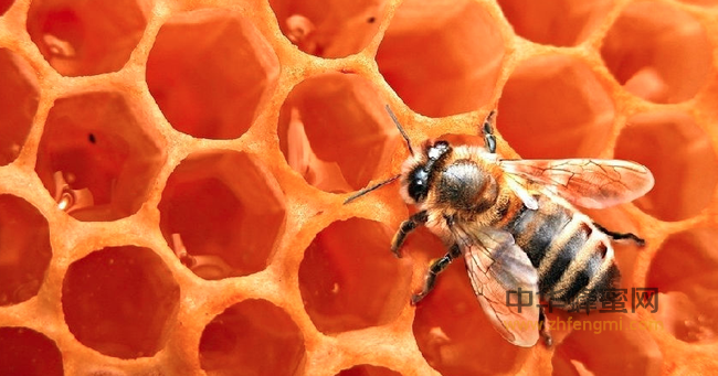 蜂蜜测试全国卷丨看看自己是不是一个“及格”的蜂蜜爱好者