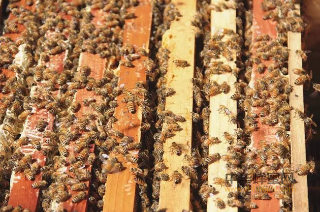 每天几颗蜂花粉，皮肤越来越细腻