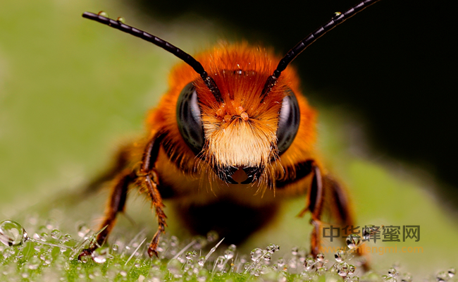 为什么一些蜜蜂注定成为工蜂？