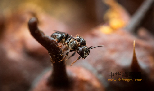 世界上最好的蜂蜜——来自原始热带雨林的馈赠！