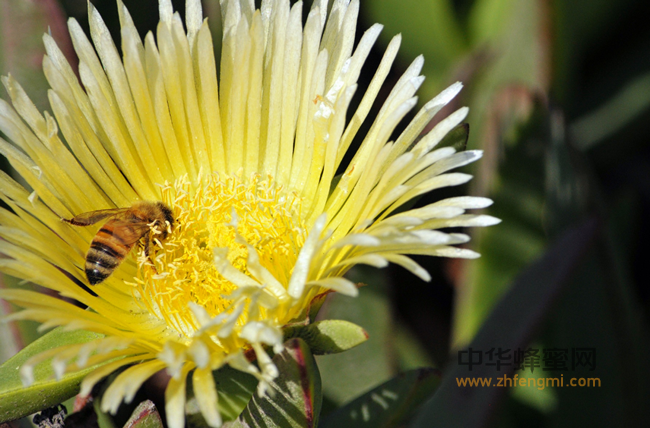 每天一勺蜂蜜增强身体抵抗力