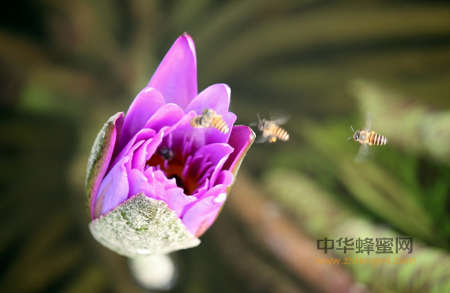 蜂蜜养生—经典蜂蜜食疗方法